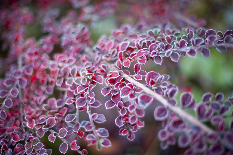 Pretty colorful small red leaves ringed with white frost in winter in a seasonal nature or botanical background