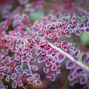 10968   Red leaves ringed with frost in winter