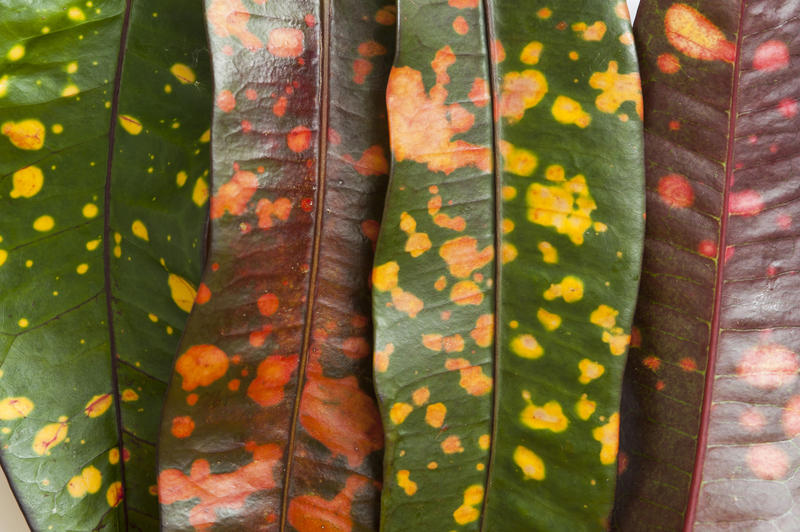 Colorful variegated leaves of a Croton plant, Codiaeum variegatum, a popular ornamental garden and houseplant