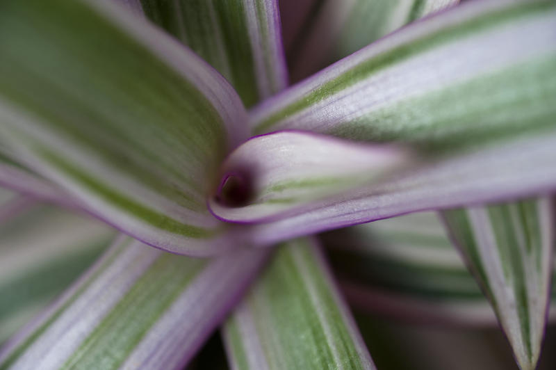 Looking Down at Center of Rhoeo Tricolor Plant, a Perennial Evergreen with Purple Tinged Leaves