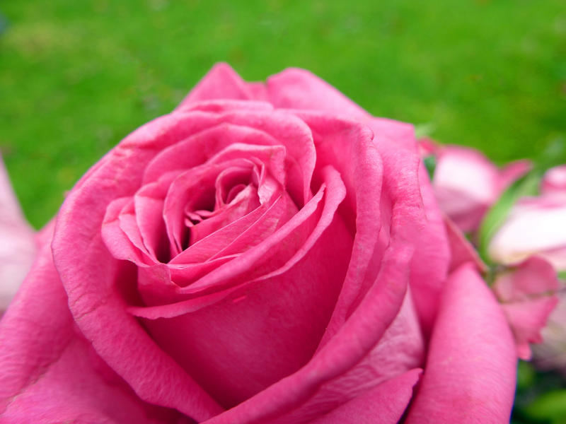 a pretty pink rose flower growing in a garden
