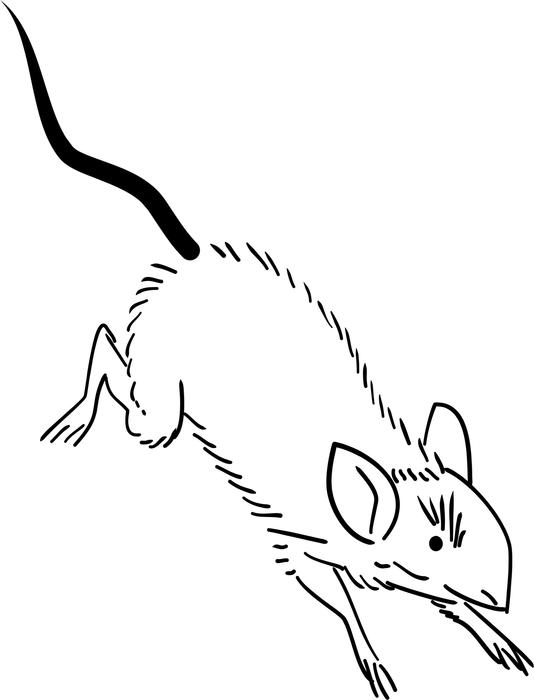 <p>Running rat sketch.</p>
