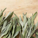 8467   Fresh leaves of sage