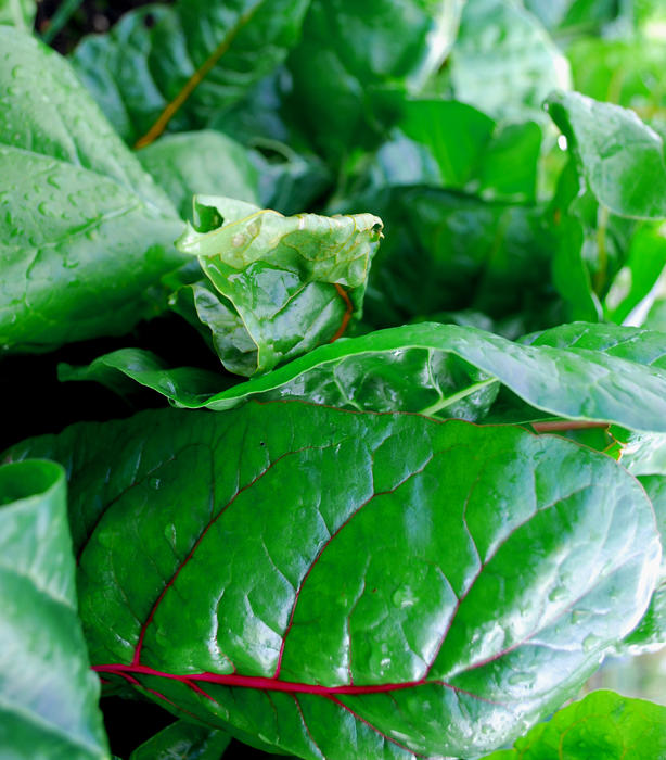 <p>a background of green salad leaf&nbsp;</p>