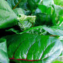 8116   salad leaves