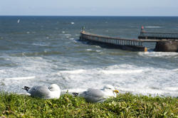 8035   Cliff top view and seagulls