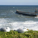 8035   Cliff top view and seagulls