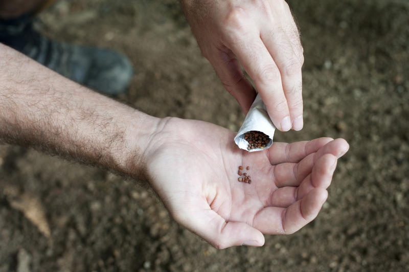 Hands of a man planting out seeds in spring shaking seeds from a packet into the palm of his hand over an area of prepared soil