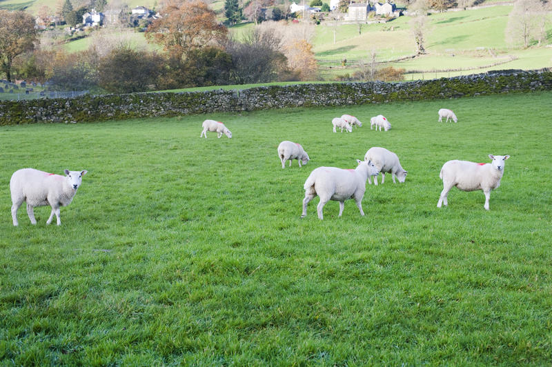 Flock of sheep grazing in a lush green pasture bounded by a traditional dry-stone wall in the English Lake District