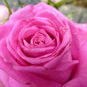 9835   pink rose flower