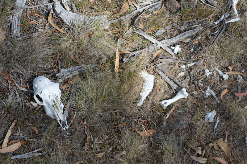 Bleached white animal skull and bones lying scattered on the ground at the site of a kill or after a death from disease or natural disaster