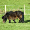 10940   Cute brown miniature horse