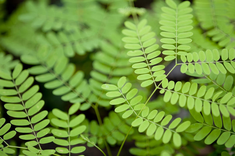 Small delicate opposite green leaves botanical background from an acacia or wattle tree