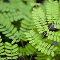 10970   Small delicate green leaves background