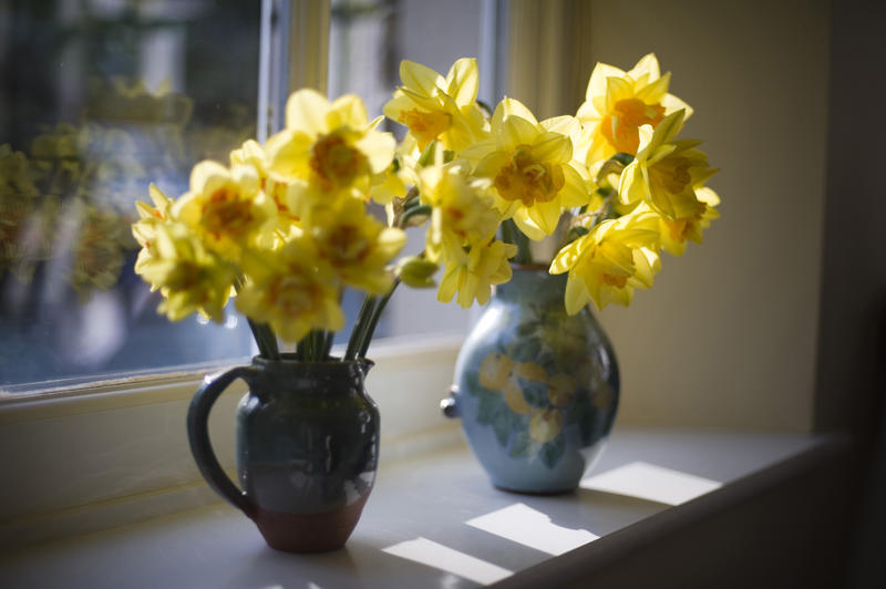 Backlit vases of cheerful yellow spring daffodils standing on a windowsill in the sunshine