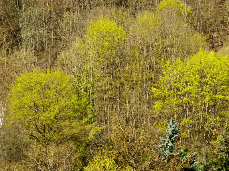 <p> Splashes-of-Yellow.jpg</p>On a wooded hillside in early spring sun yellow bushes give the impression of splashes of paint.
