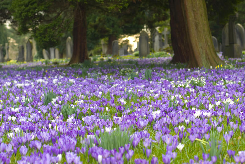 Spring crocus carpeting the ground under the trees in a rural churchyard