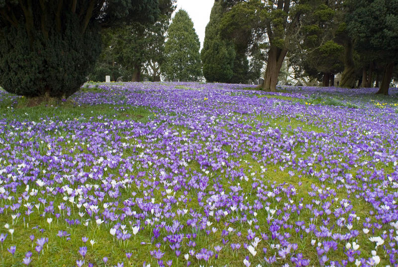 Green Lawn and woodland covered in a carpet of purple crocus flowers in spring