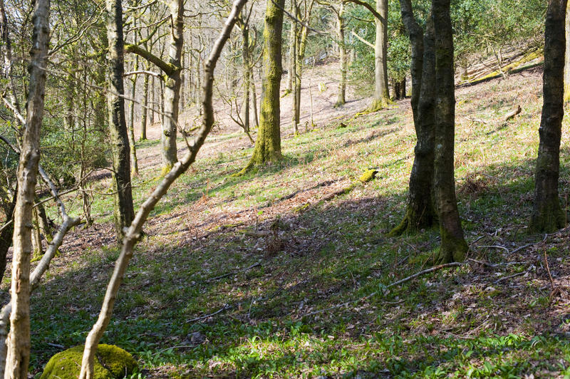 View of the trunks of woodland trees covered in moss on a hillside slope in winter
