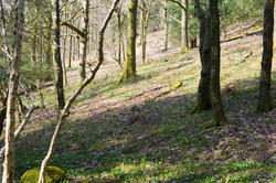 8724   Woodland trees on a hillside slope