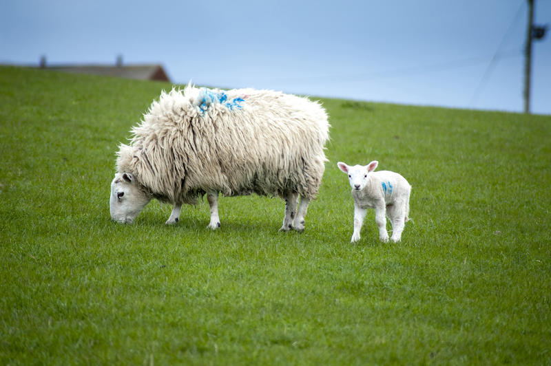 Inquisitive little spring lamb looking at the camera while his woolly mother grazes contentedly alongside
