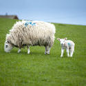 7884   Inquisitive spring lamb and ewe