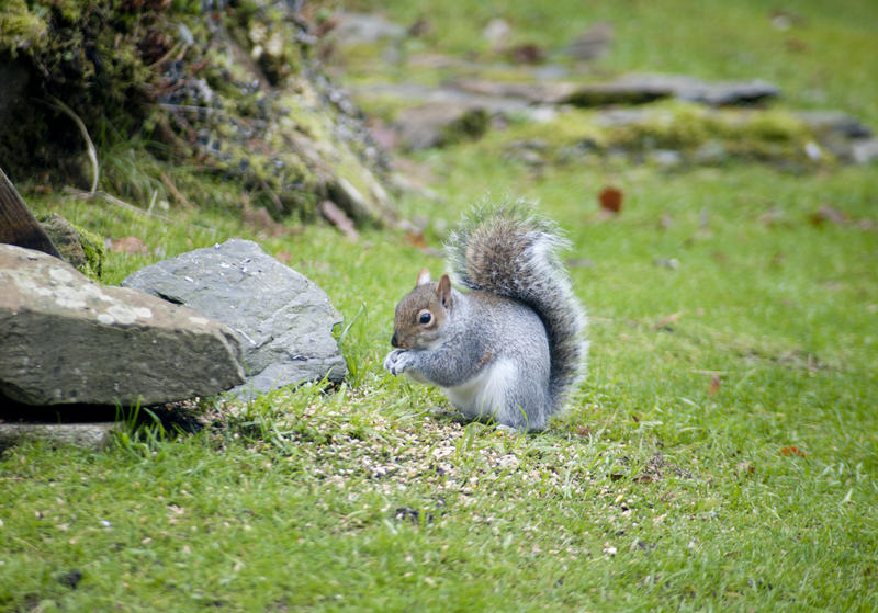 Wild grey squirrel foraging on seeds on a neat lawn in a garden, side view of it sitting up holding a seed in its paws