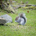 9837   Wild grey squirrel foraging on seeds