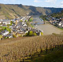 8261   Steep Slopes of the Mosel