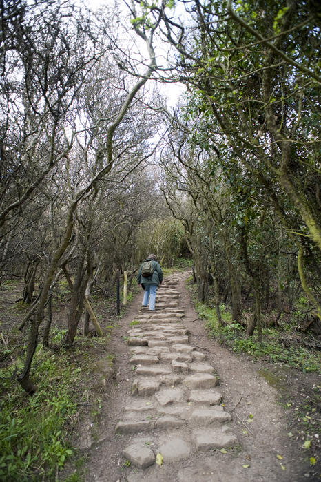 Man climbing a set of steep stone steps leading up a hillside lined by bare branched winter trees in a rural setting