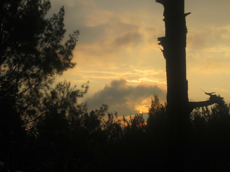 <p>sunset behind the trees</p>
