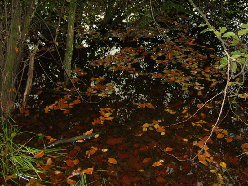<p>autumn leaves on a still pond </p>
