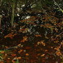 8570   swamp water
