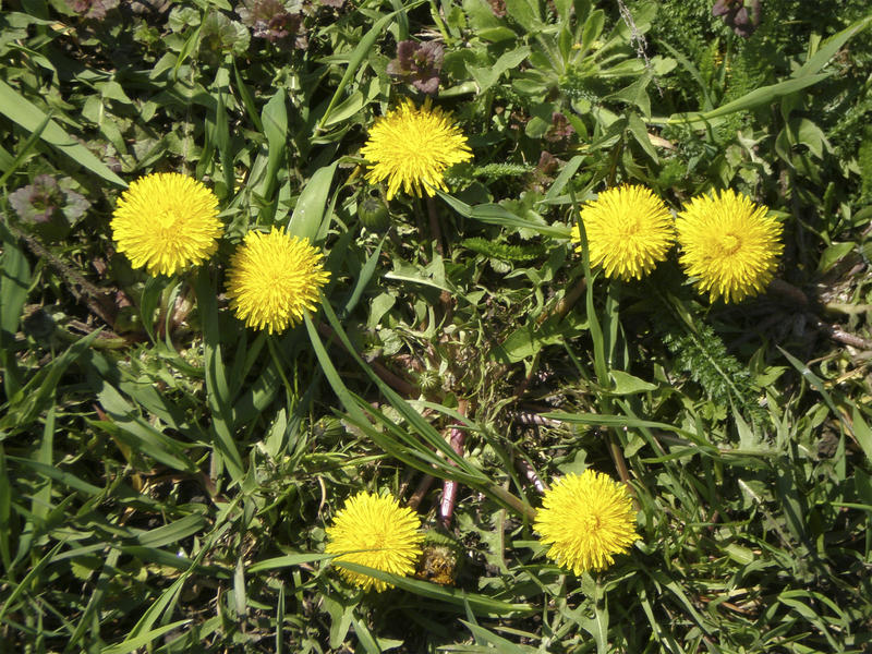 <p>dandelions,symmetric,bush of dandelions </p>