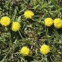 8147   symmetric bush of dandelions