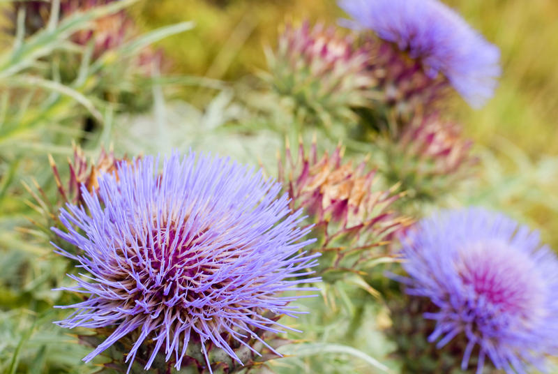 Flowering wild blue thistles, the national emblem of Scotland