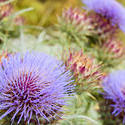 10950   Flowering blue thistles