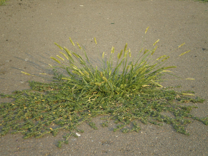<p>a plant grooving through asphalt<br />
&nbsp;</p>