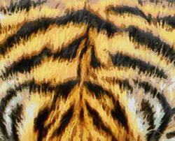 8997   tiger fur painting