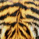 8997   tiger fur painting