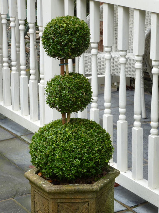 Neatly manicured potted topiary tree with three balls or spheres of decreasing size standing alongside an ornate white fence or railing