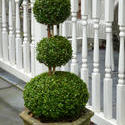 9840   Neatly manicured potted topiary tree