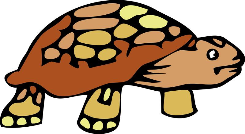 <p>Tortoise illustration.</p>