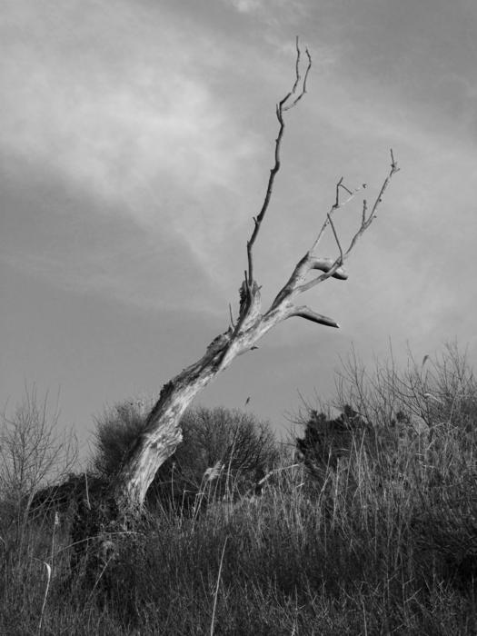 <p>Skeleton tree<br />
Totland Bay, Isle of Wight, England</p>