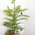 8674   Pine Christmas tree and gifts