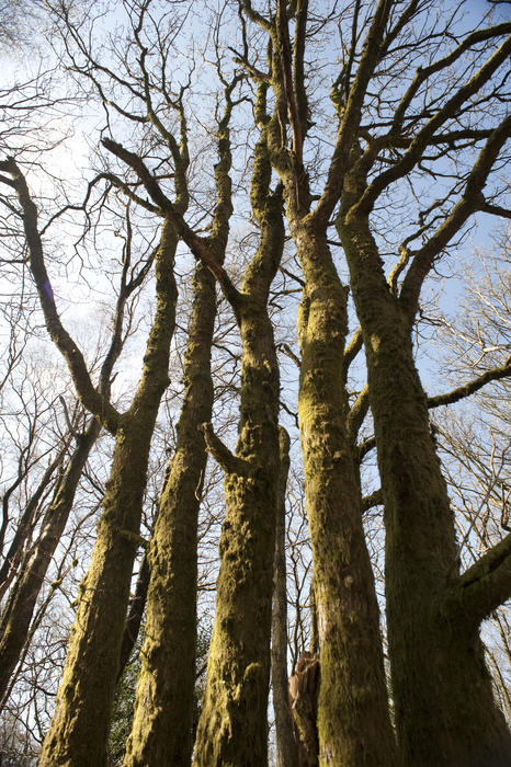 Wide angle view from below of a tall copse of bare leafless deciduous trees and their trunks against a blue sunny sky
