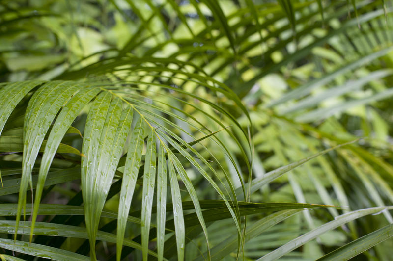 Lush green tropical cane plam fronds growing in a rainforest or park, close up background view