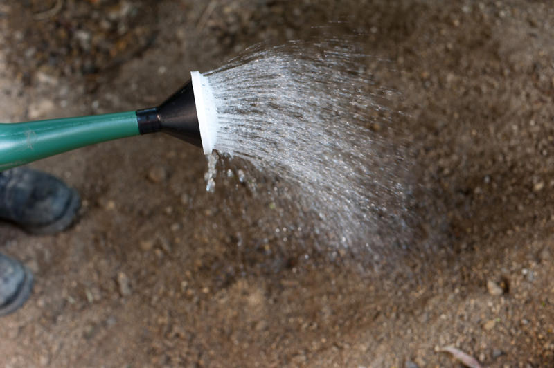 Watering a newly planted seed bed with a watering can - close up view of the nozzle and spray of water over the soil