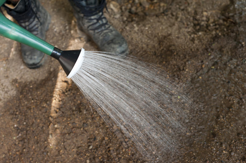 Watering a seedbed with a watering can with a close up view of the spout and nozzle with a spray of water falling on the soil