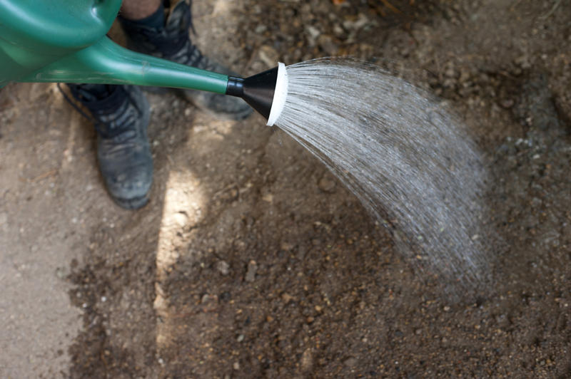 Person standing watering newly planted spring seeds with a watering can , high angle view of the spout of the can and spray of water